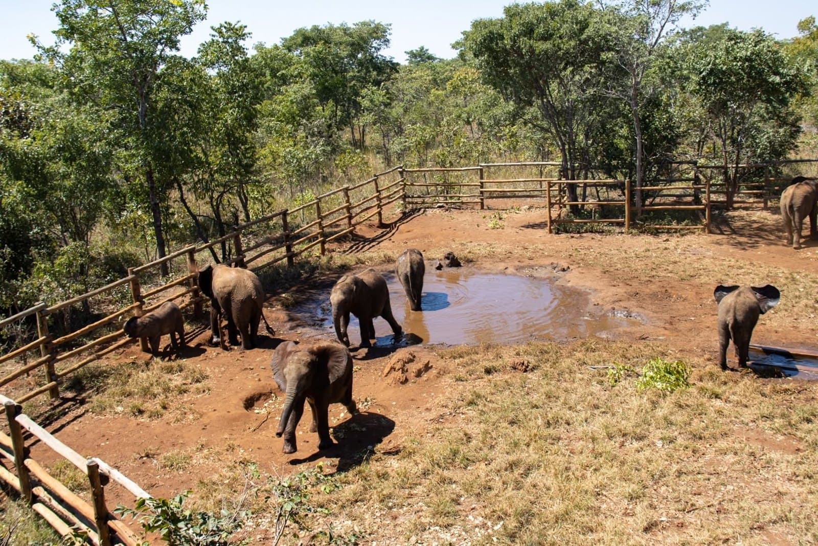 Elephants gather around a muddy waterhole seen from an elevated viewing area