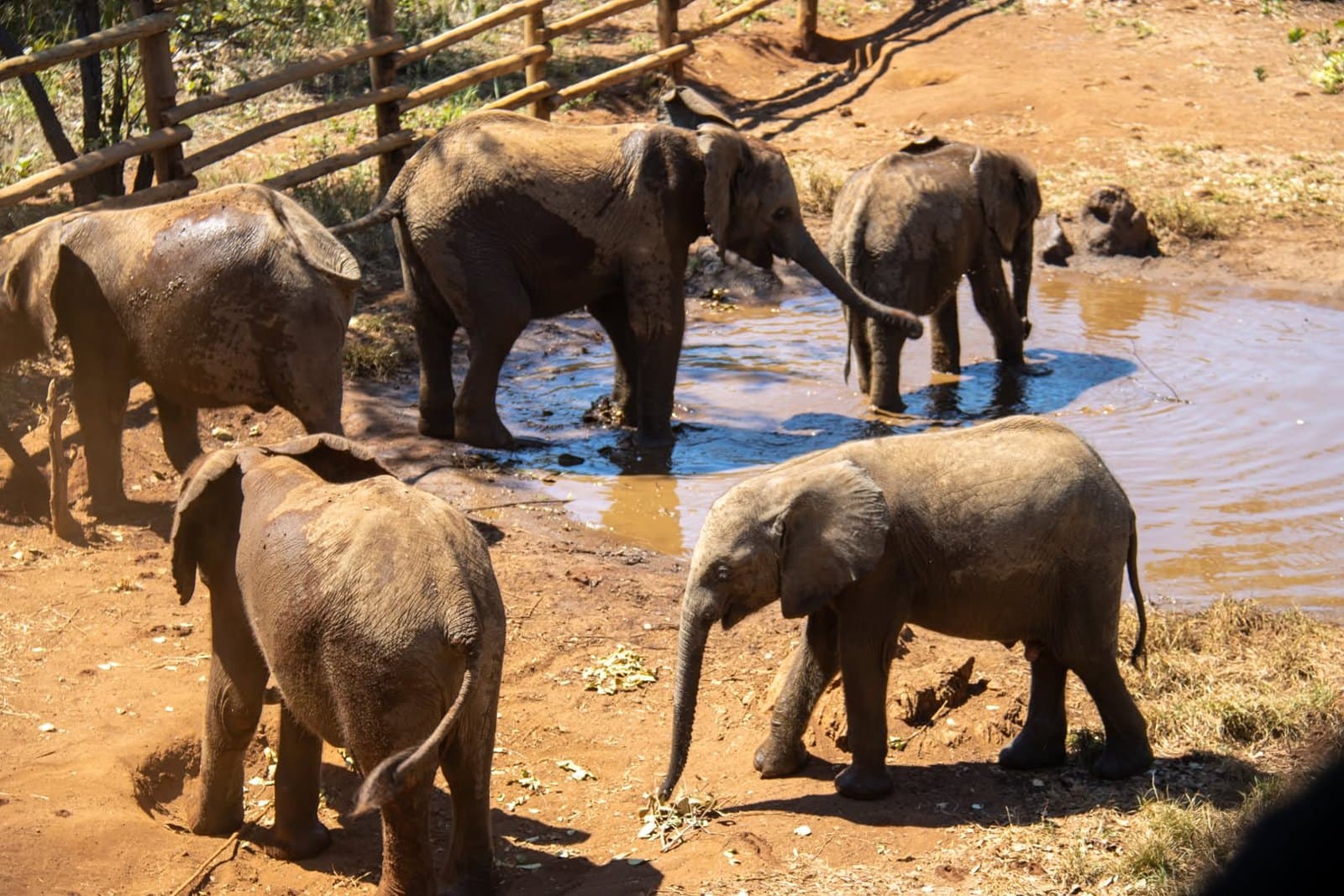 Elephants stand beside and in the water during the school visit to Lusaka National Park